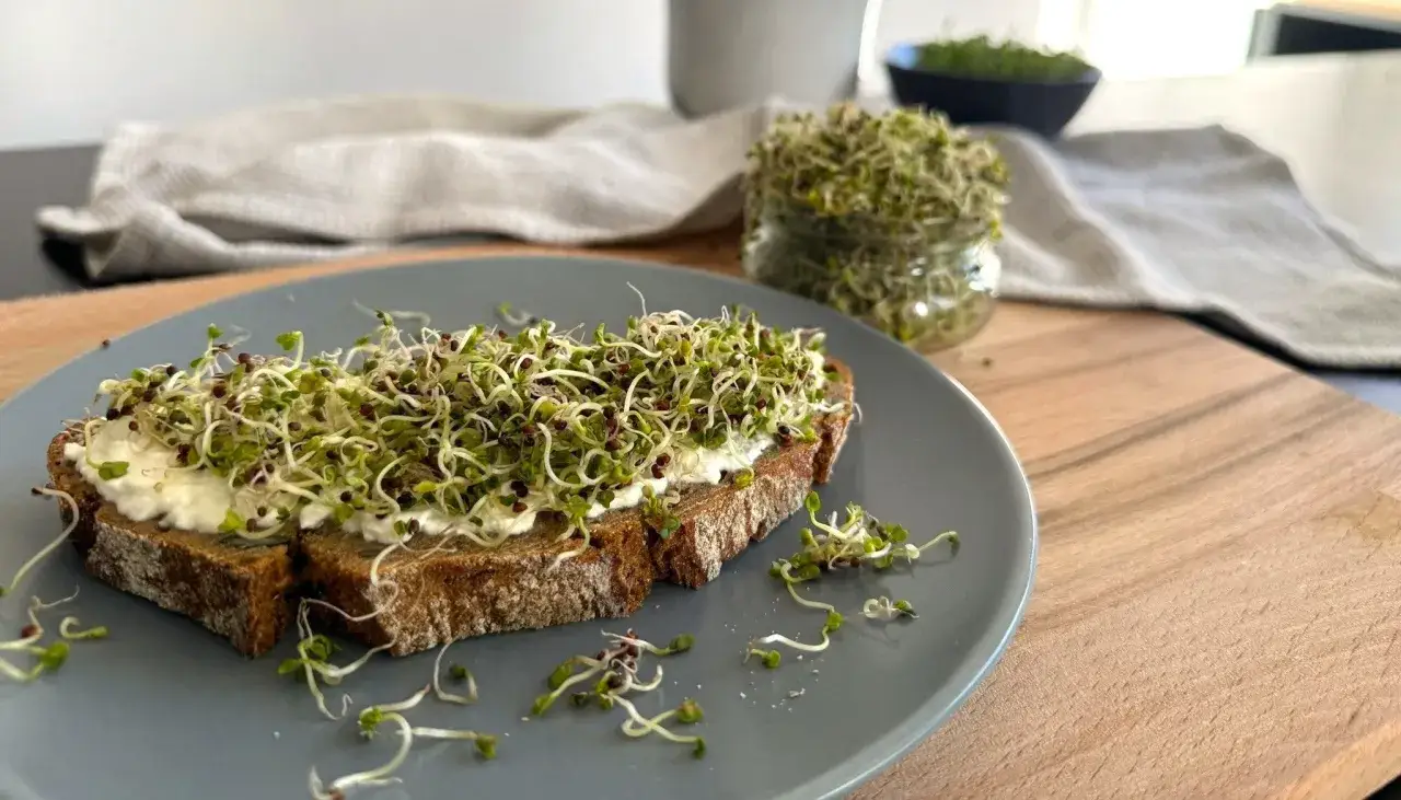 En skiva mörkt bröd med färskost och ett berg av nyodlade groddar. En burk med groddar syns i bakgrunden.