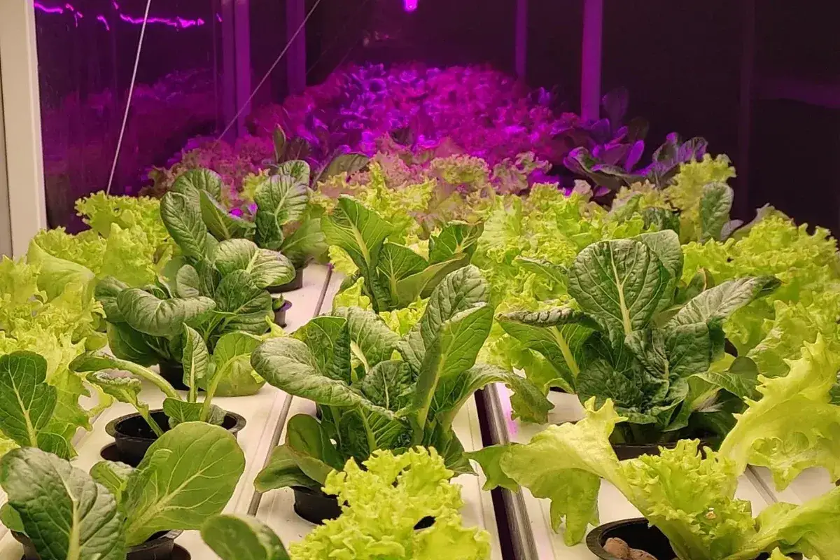Gröna bladgrönsaker växer i rader under lila lampor. Hydroponisk odling näring ger optimal tillväxt för sallat och pak choi.