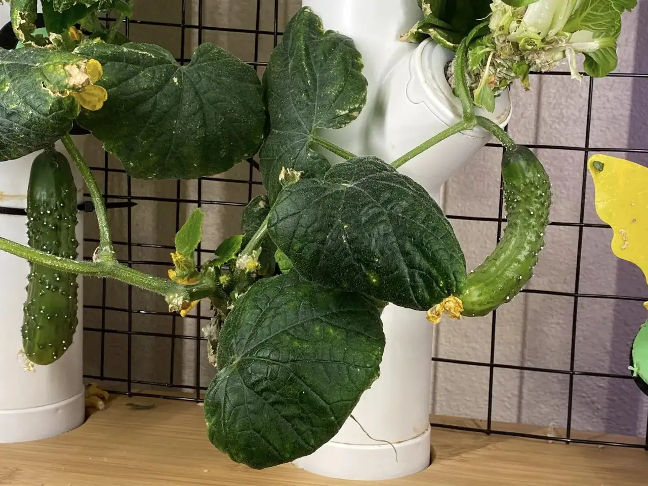 En partenokarp gurka växer i ett vertikalt odlingssystem. Gurkan har små taggar och en gul blomma vid stjälken.