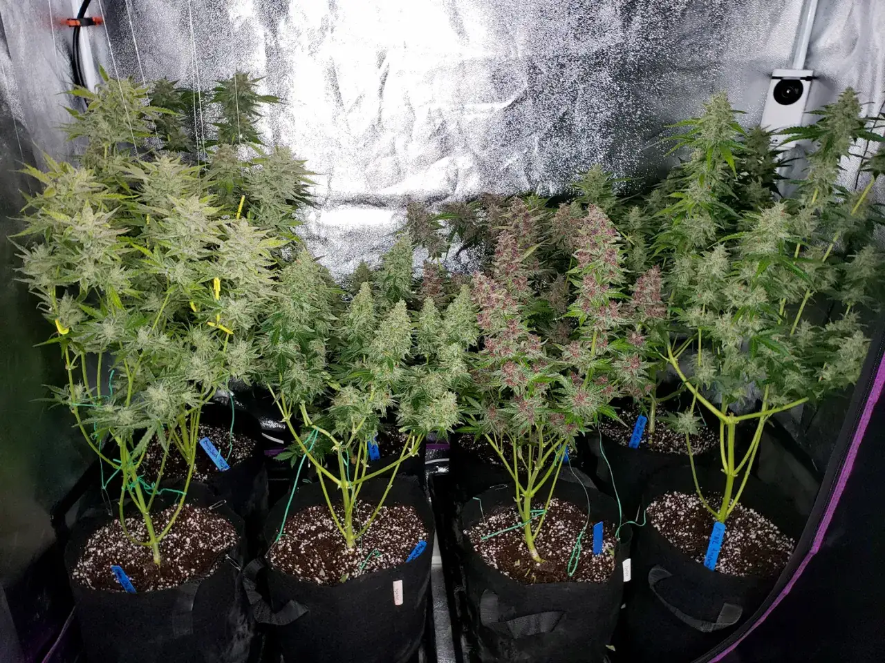 Flera cannabisplantor växer i odlingstält, belysta av en hps lampa. Vissa plantor har lila blommor.