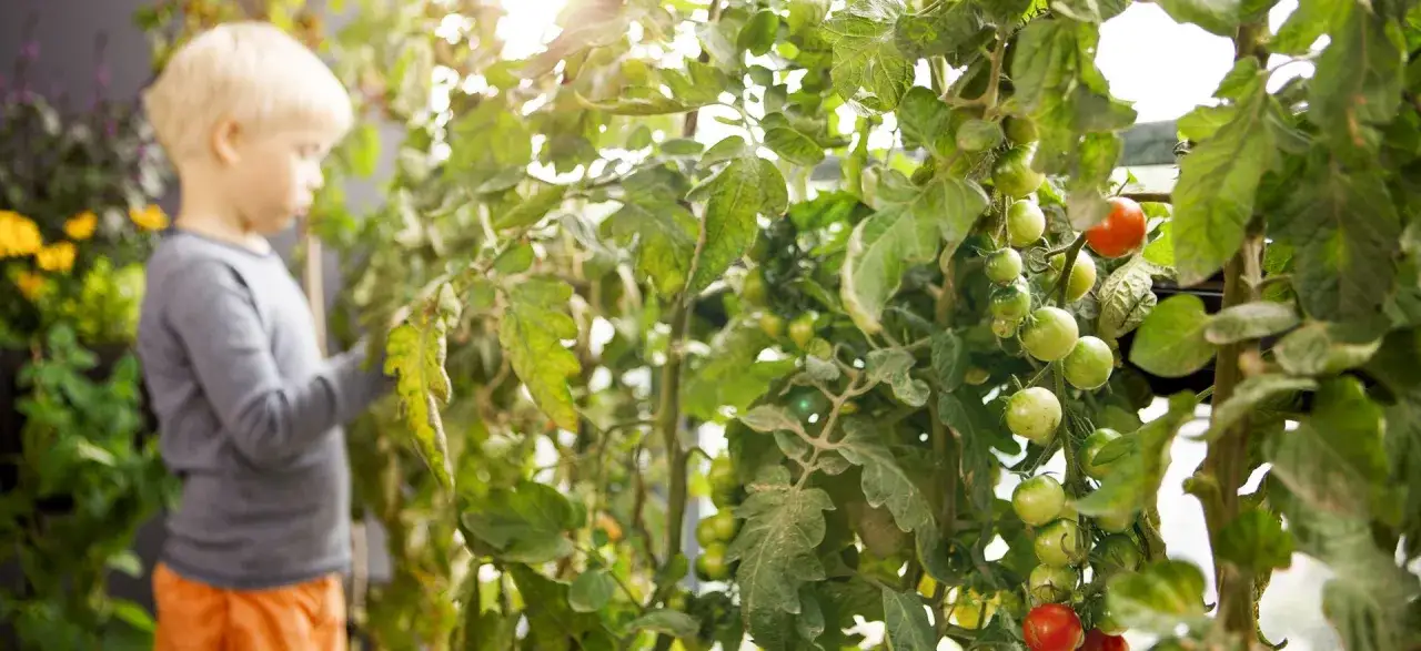 Liten pojke tittar på tomatplantor som växer med tomatnäring. Gröna och röda tomater hänger på grenarna.