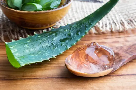 Hur ofta ska aloe vera vattnas? En enkel tumregel