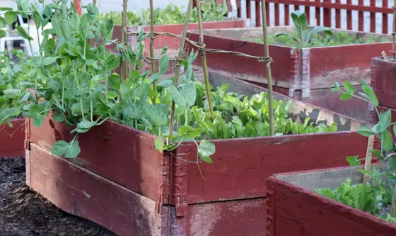 Nelson Garden för krukor och pallkragar - så lyckas du