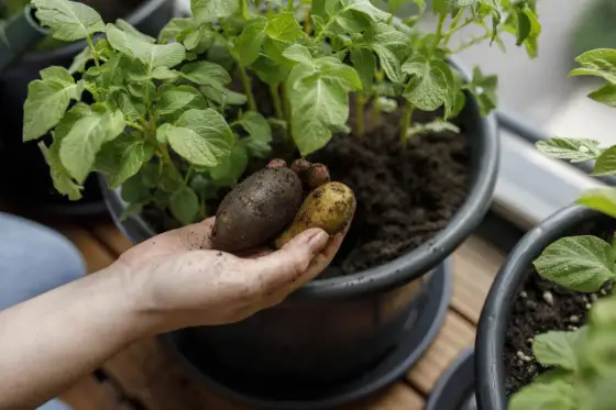 Odla potatis i hink - så får du bättre skörd