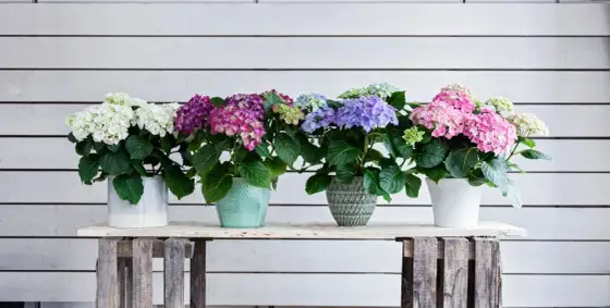 Hortensia i kruka - så får du den att blomma länge