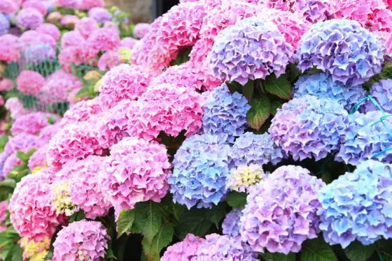 Rätt jord till hortensia - så får du friskare plantor