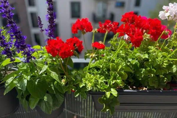 En vacker balkonglåda med röda pelargoner och lila salvia. En perfekt plantera i balkonglåda för att lysa upp uteplatsen.