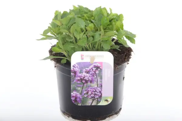 En grönskande verbena i kruka, redo att pryda din trädgård med lila blommor.