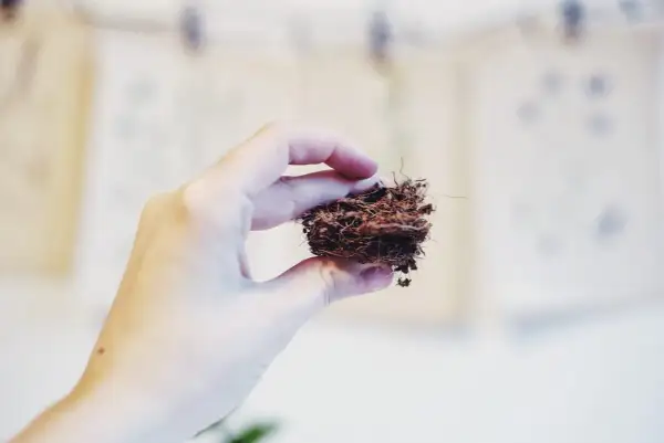 En hand håller en liten klump kokosfiber, som en miniatyr cocostar-bon.