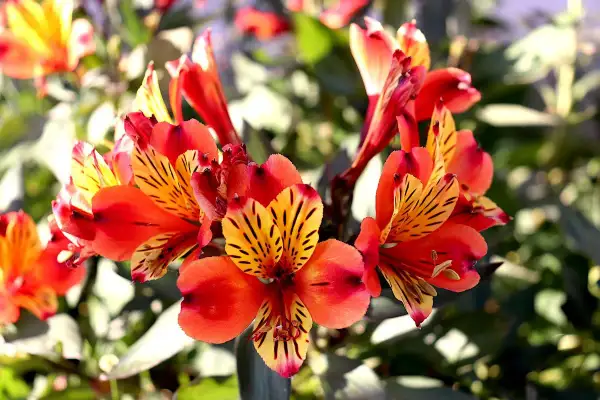 En vacker alstroemeria i kruka, med sina flammande orange och gula kronblad, lyser upp i solljuset.