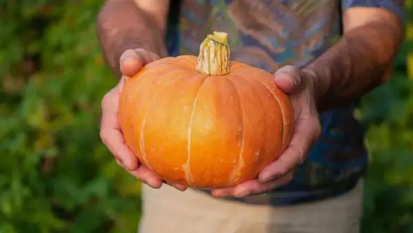 Händer håller en liten, orange pumpa. Den är redo att ge massor av pumpa frö för nästa års skörd.