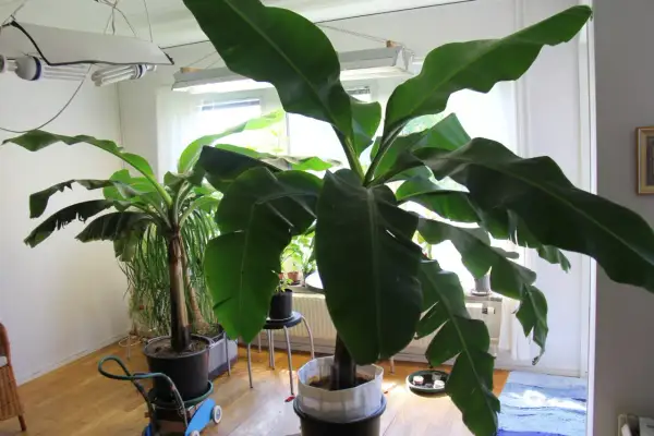 Stor banan planta med stora gröna blad växer inomhus under växtbelysning.