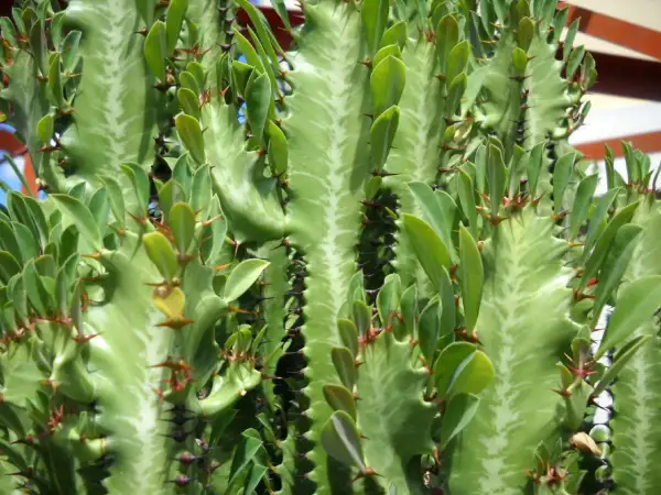 En närbild av en grön Euphorbia trigona med sina karaktäristiska taggar och små blad.