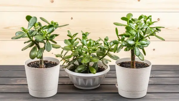 Tre frodiga Crassula ovata, även känd som paradisträd, står i vita krukor mot en träbakgrund.