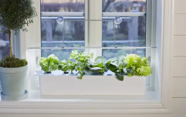 Fönsterkarm med en vit odlingslåda fylld med färska örter och sallad, belyst av en LED-lampa. En kruka med en grön växt står bredvid. En harvy kan skörda här.
