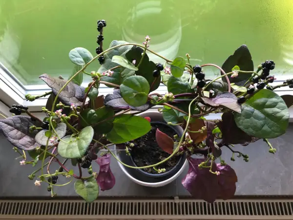 Malabarspenat med mörka bär och små rosa blommor. Vissa delar av malabarspenat är giftiga.