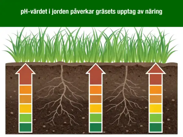 Gräsrötter som sträcker sig ner i jorden, med färgade staplar som visar hur pH-värdet påverkar näringsupptaget.
