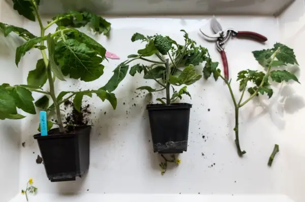Tomater förbereds för omplantering. En sekatör ligger redo för att klippa tomater och ge dem ny tillväxt.