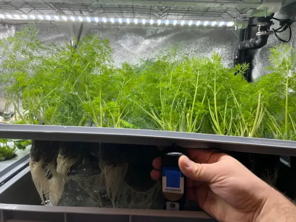 En hand håller en ph-mätare vid rötterna av dillplantor i ett hydroponiskt system. Mätaren visar 0.9 mS/cm och 21.0°C.