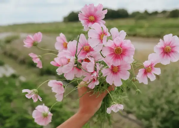 En hand håller en bukett med rosa buskkrasse i kruka. Blommorna har ljusrosa kronblad med mörkare rosa inslag mot mitten och gula ståndare.