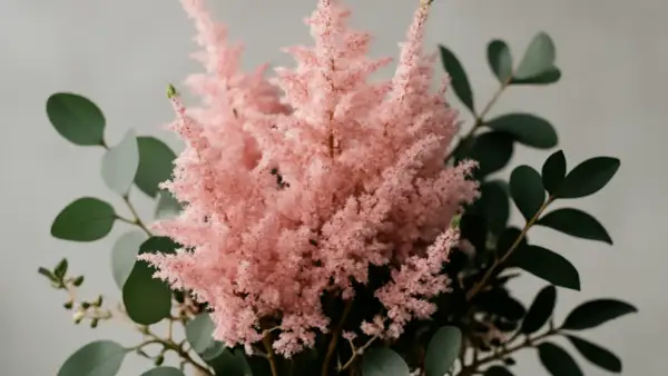 En fluffig, rosa astilbe i kruka omgiven av mörkgröna blad.