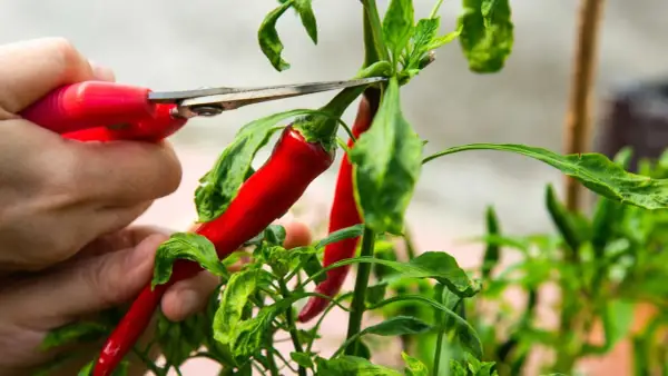 En hand klipper av en röd trinidad chili från en planta.
