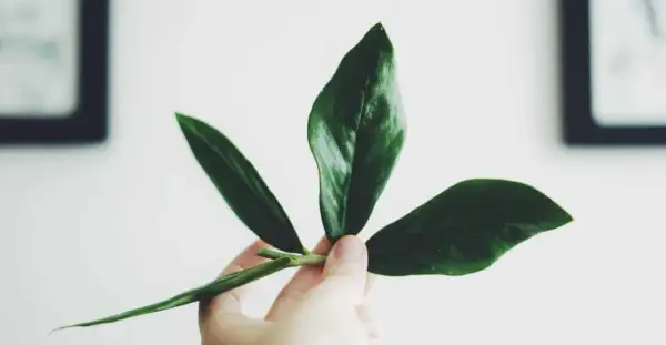 En hand håller en grön garderobsblomma stickling med tre blad.