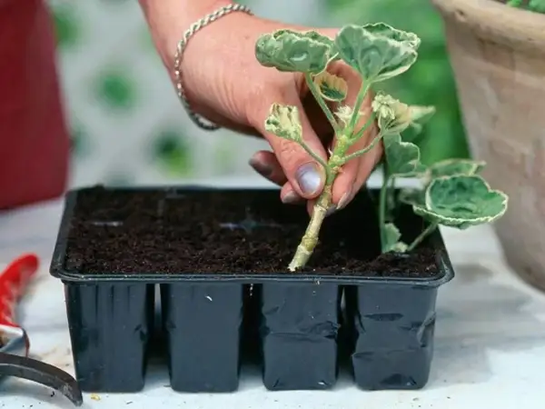 En hand planterar en stickling i en såbrätte för rooting.