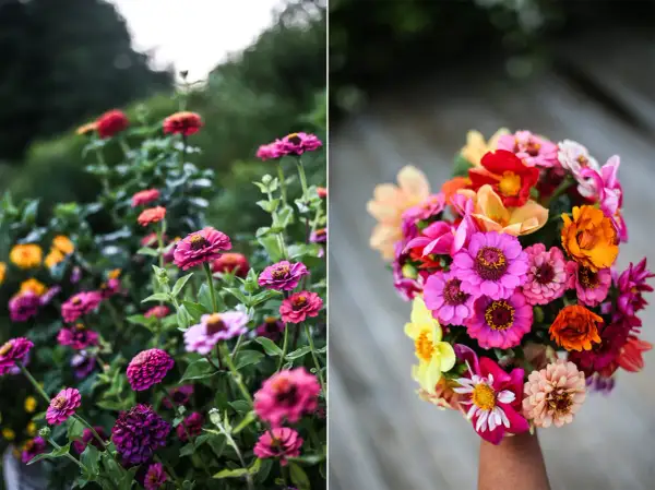 En bukett med färgglada zinnia i kruka, med blommor i rosa, orange, gult och rött.