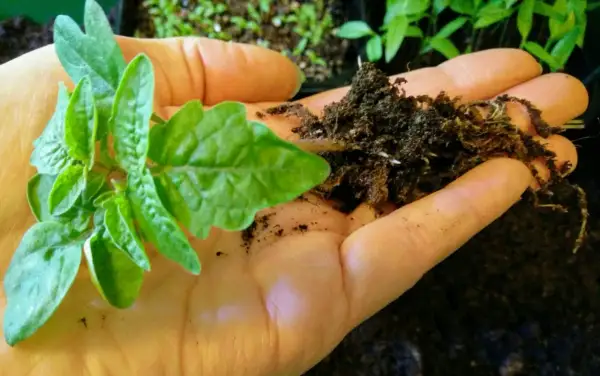 En hand håller en liten tomatplanta av sorten Tiny Tim med jord och rötter.