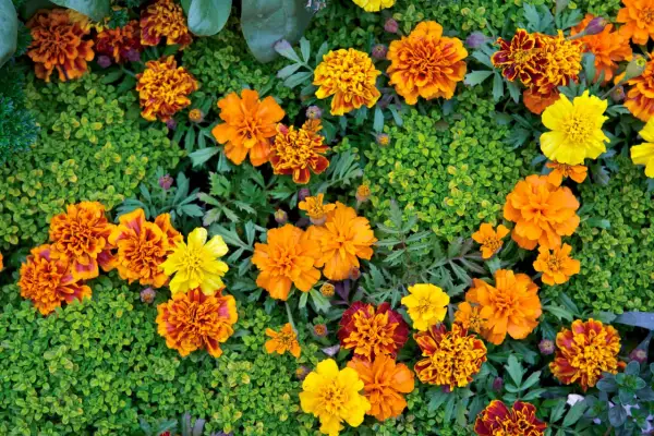 En blomsteräng med orange, gula och rödbruna så tagetes, omgivna av grönt bladverk.