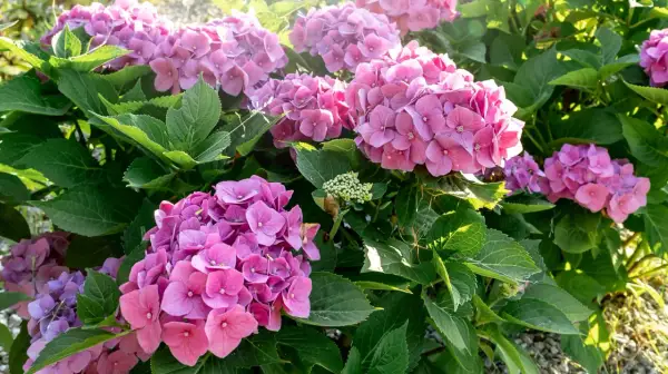 En buske med rosa hortensior i full blom. En stickling hortensia som växer sig stor och vacker.