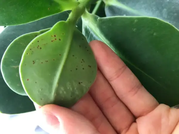 En hand håller ett grönt blad med många små bruna prickar.
