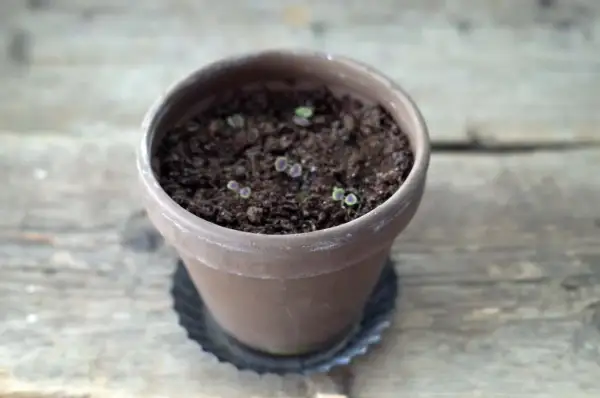 Små plantor i en terrakotta kruka, i början av sin vegetativa tillväxt.
