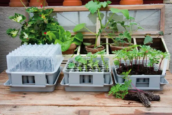 Pluggbox Nelson Garden med småplantor och ett miniväxthus.