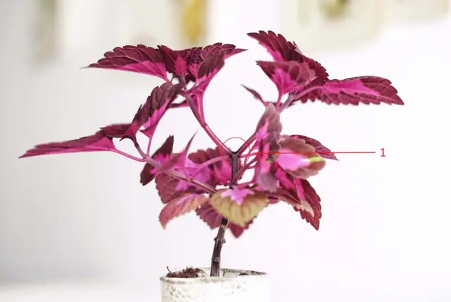 Toppa palettblad så får du en tätare planta