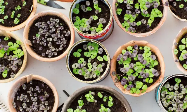 Odla basilika hemma och få en tät, smakrik planta