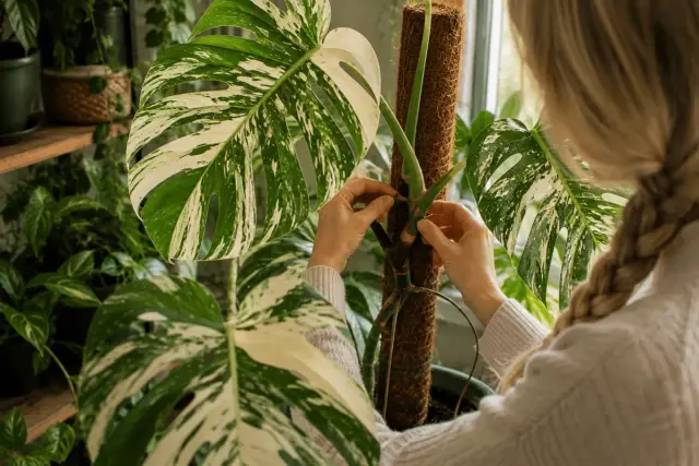 Monstera jordblandning som ger friska rötter